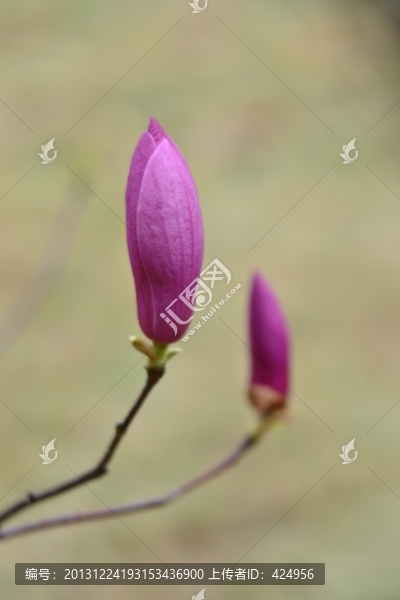 木筆花
