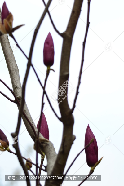 木筆花