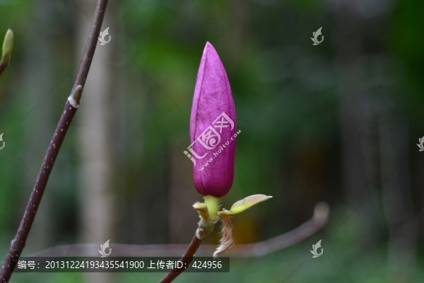 木筆花