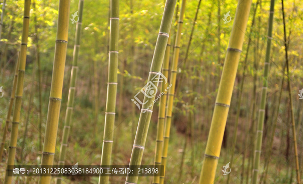 竹林