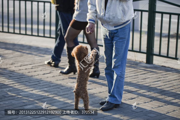 寵物犬,狗,訓(xùn)狗,泰迪犬,可愛