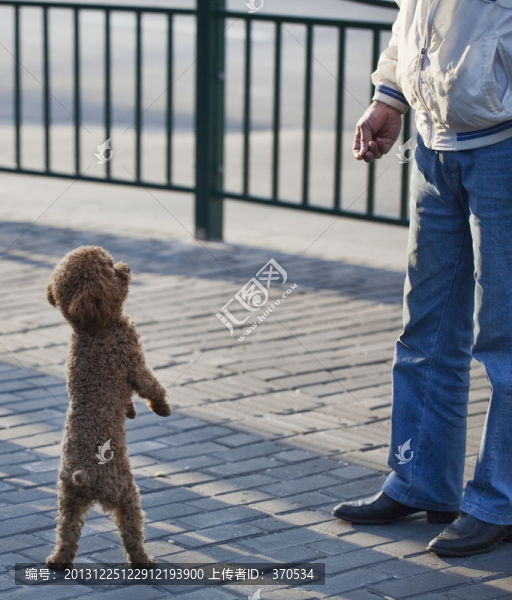 寵物犬,狗,訓(xùn)狗,泰迪犬,可愛