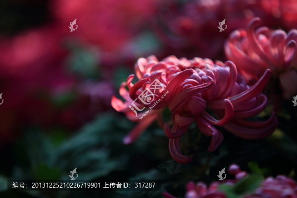 綻放的菊花