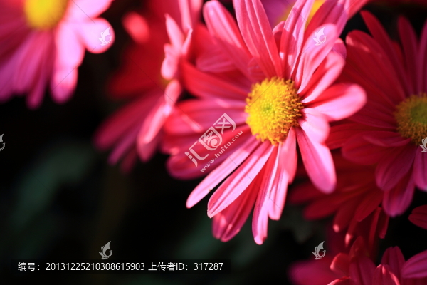 雛菊