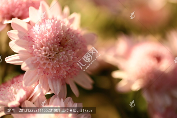 粉色的菊花