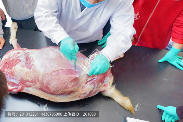 解剖實驗課