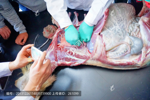 解剖實(shí)驗(yàn)課