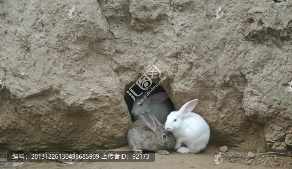 三只兔子