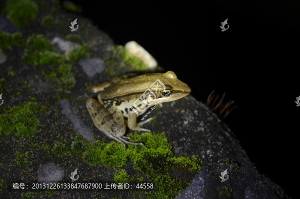 青蛙