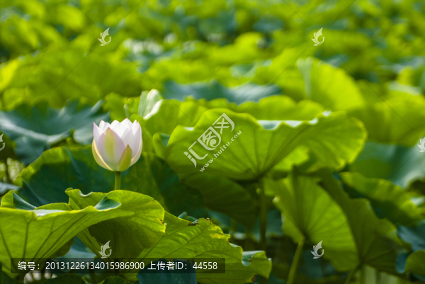 荷花,荷葉