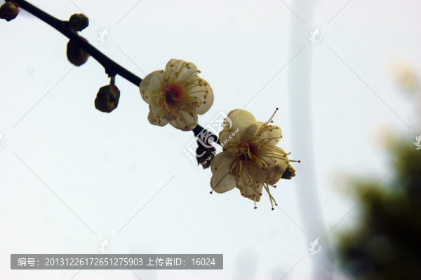 李花