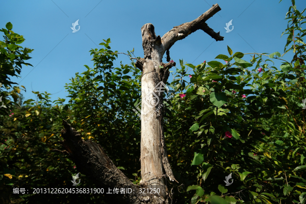 枯樹