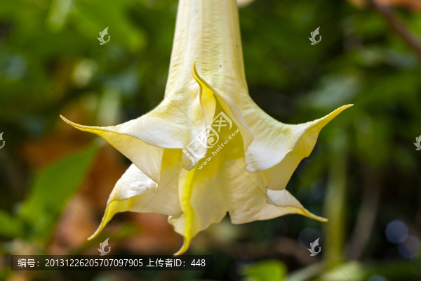 曼陀羅