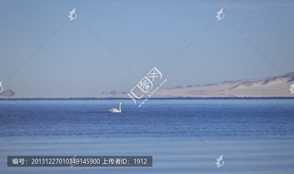 天鵝
