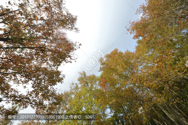 紅葉林