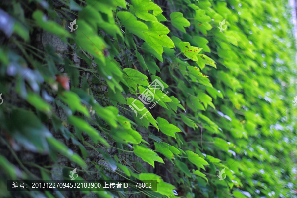 爬山虎