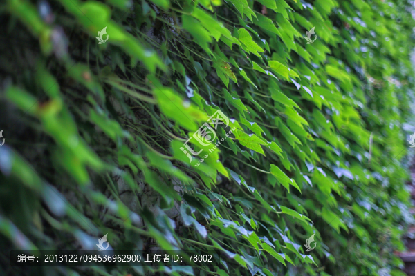 爬山虎