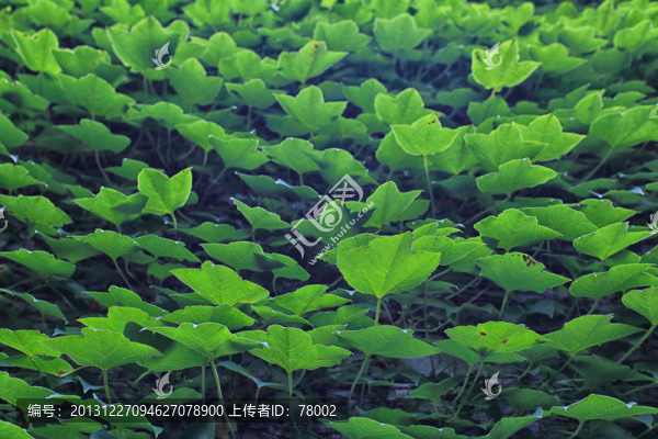 爬山虎