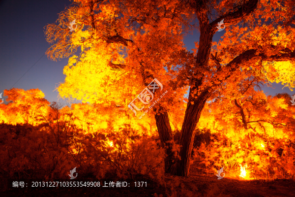 胡楊夜景,額濟(jì)納（高清全畫(huà)幅）