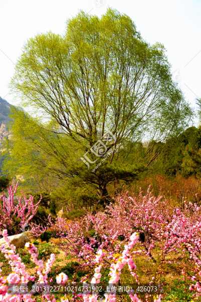 綠樹紅花