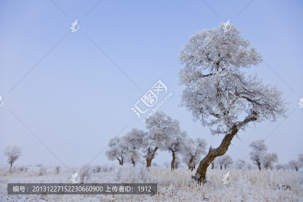 雪中胡楊