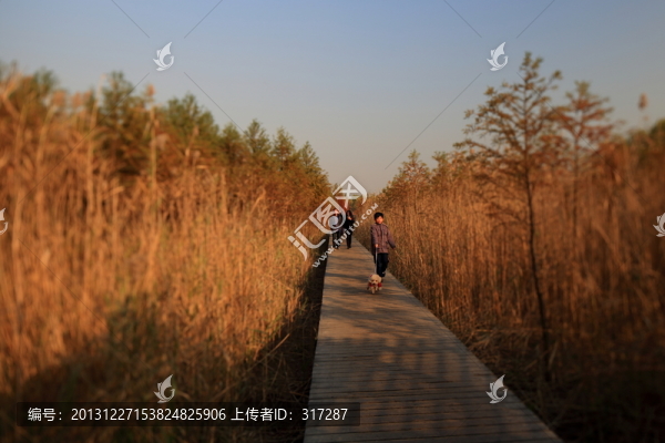 金色的小路
