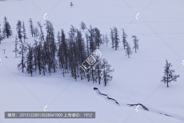 樹林