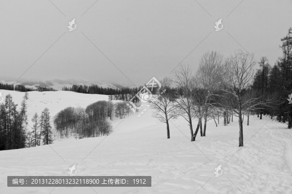 雪山森林