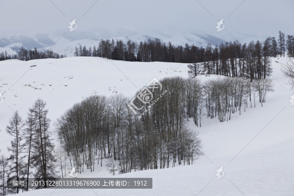 冬雪