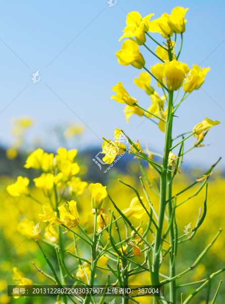 油菜花