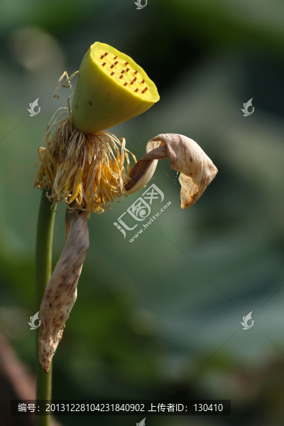殘荷