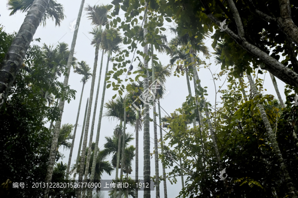 雨林
