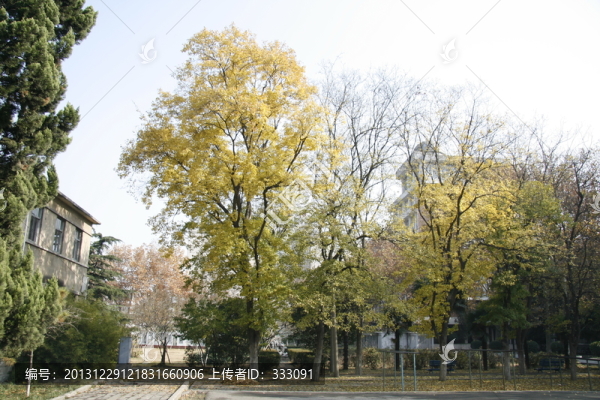 秋天黃色樹葉的樹