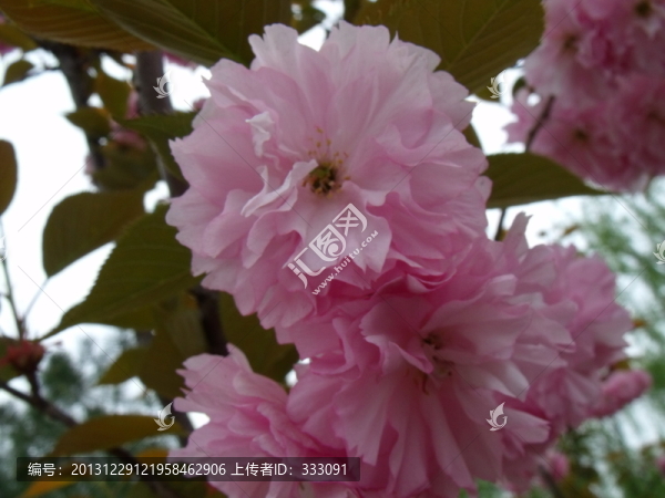 近距離拍攝粉紅色的月季花