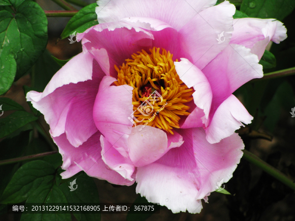 牡丹花