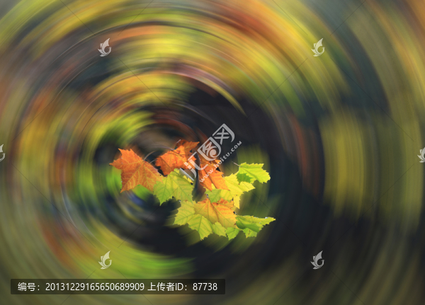 樹葉
