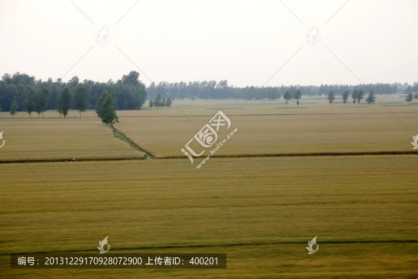 即將收獲的麥田