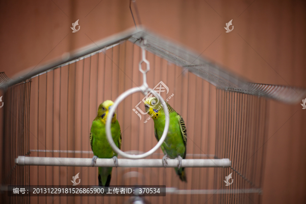 虎皮鸚鵡,鸚鵡,寵物鳥,鳥籠