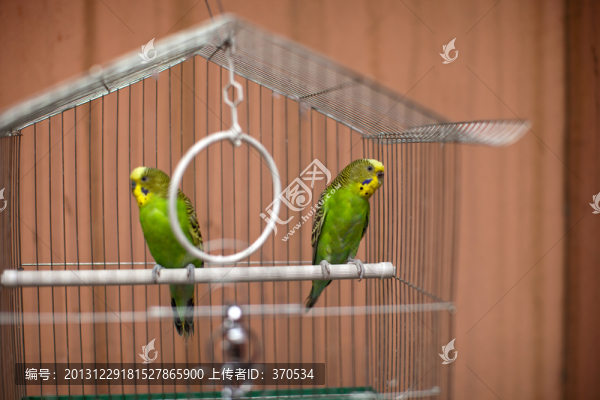 虎皮鸚鵡,鸚鵡,寵物鳥(niǎo),鳥(niǎo)籠