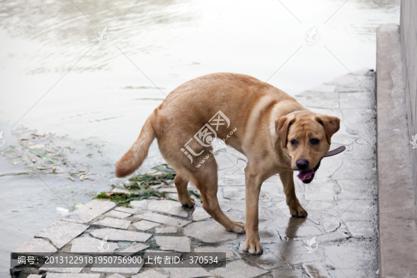 拉布拉多犬,寵物犬,狗,生活
