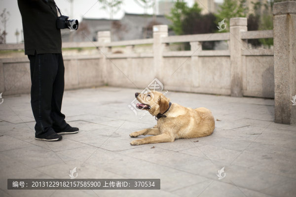 拉布拉多犬,寵物犬,狗,生活