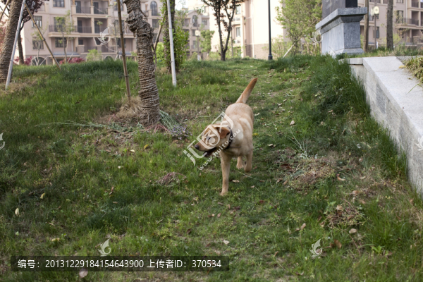 拉布拉多犬,寵物犬,狗,生活