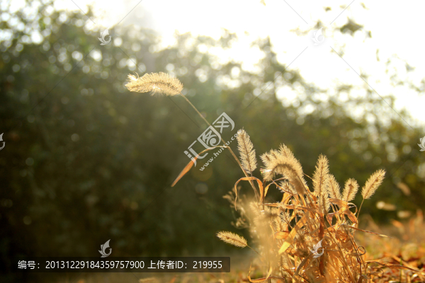 冬季陽(yáng)光下枯黃的小草