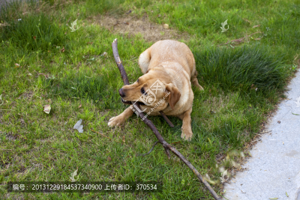 拉布拉多犬,寵物犬,狗,生活