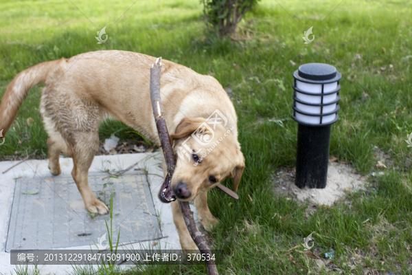 拉布拉多犬,寵物犬,狗,生活