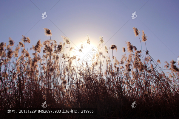 陽光下的蘆葦