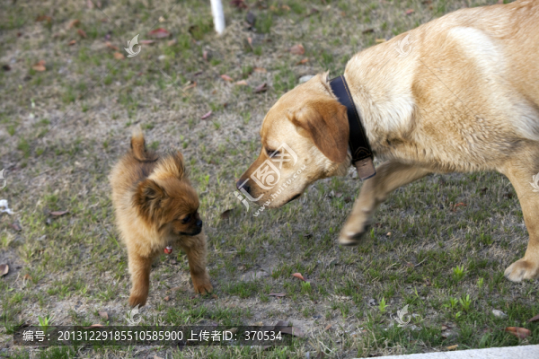 拉布拉多犬,寵物犬,狗,生活