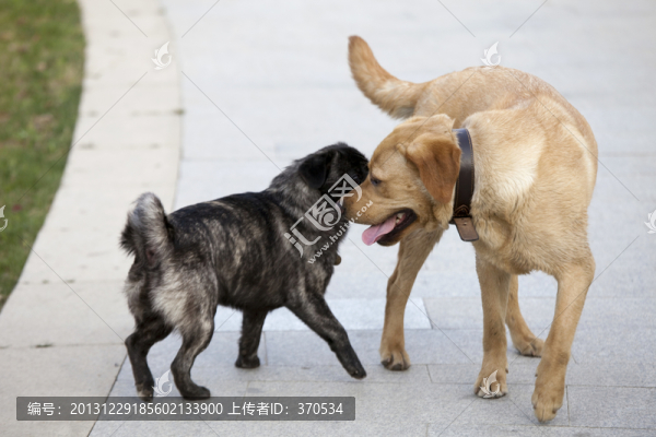 拉布拉多犬,寵物犬,狗,生活