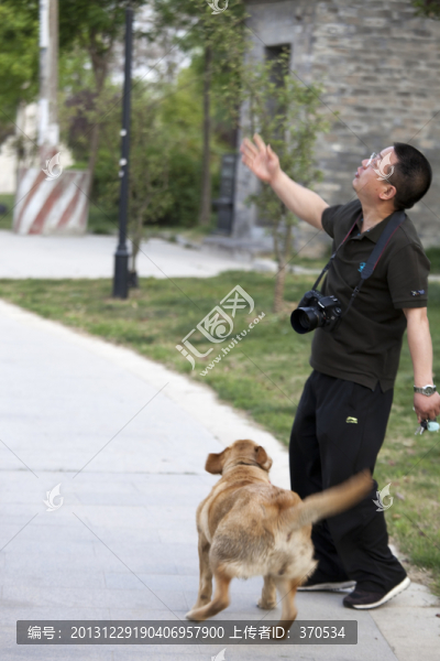 拉布拉多犬,寵物犬,狗,生活