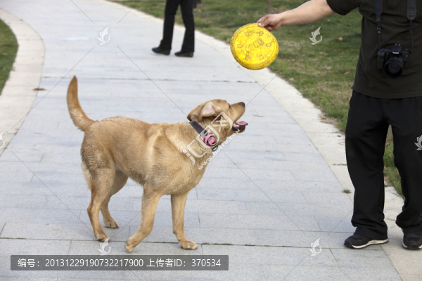 拉布拉多犬,寵物犬,狗,生活